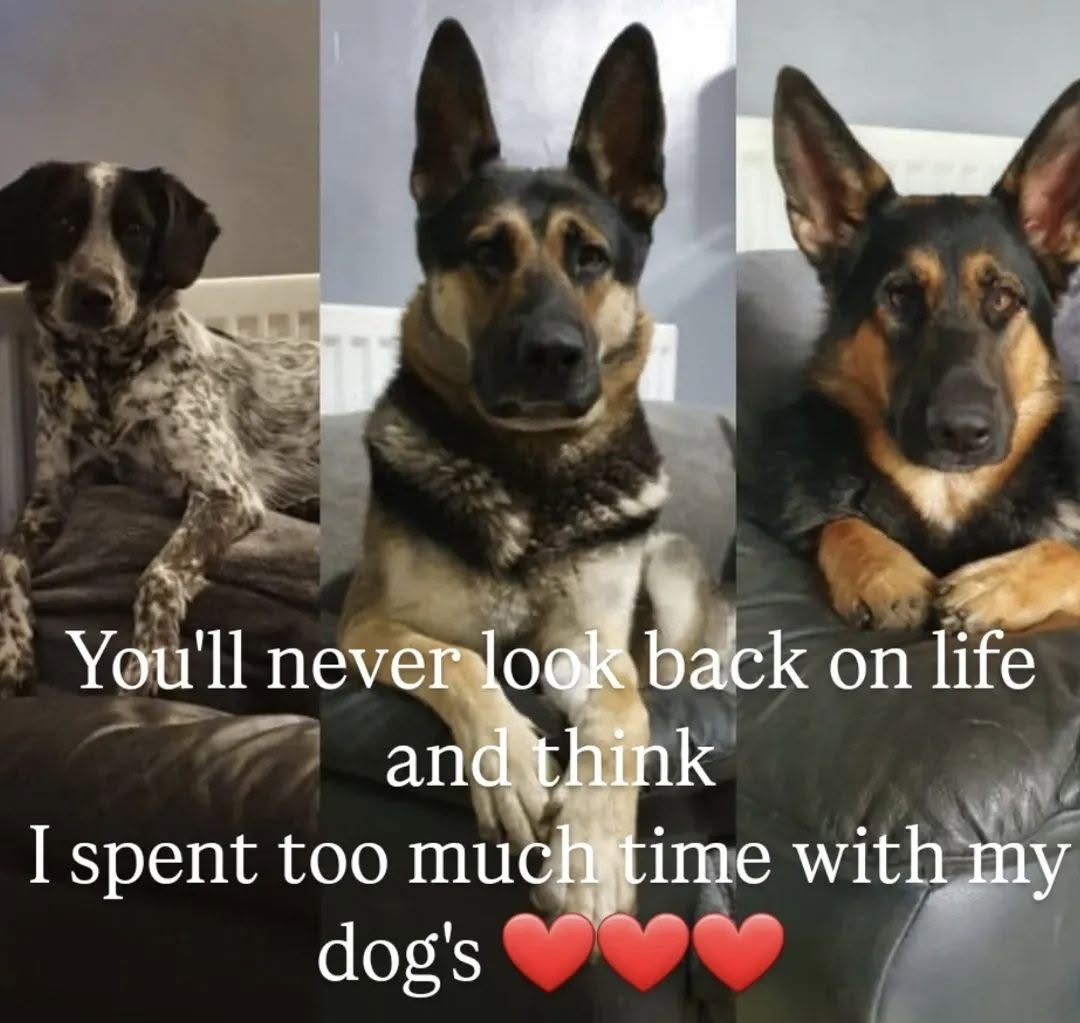 Three dogs posing together