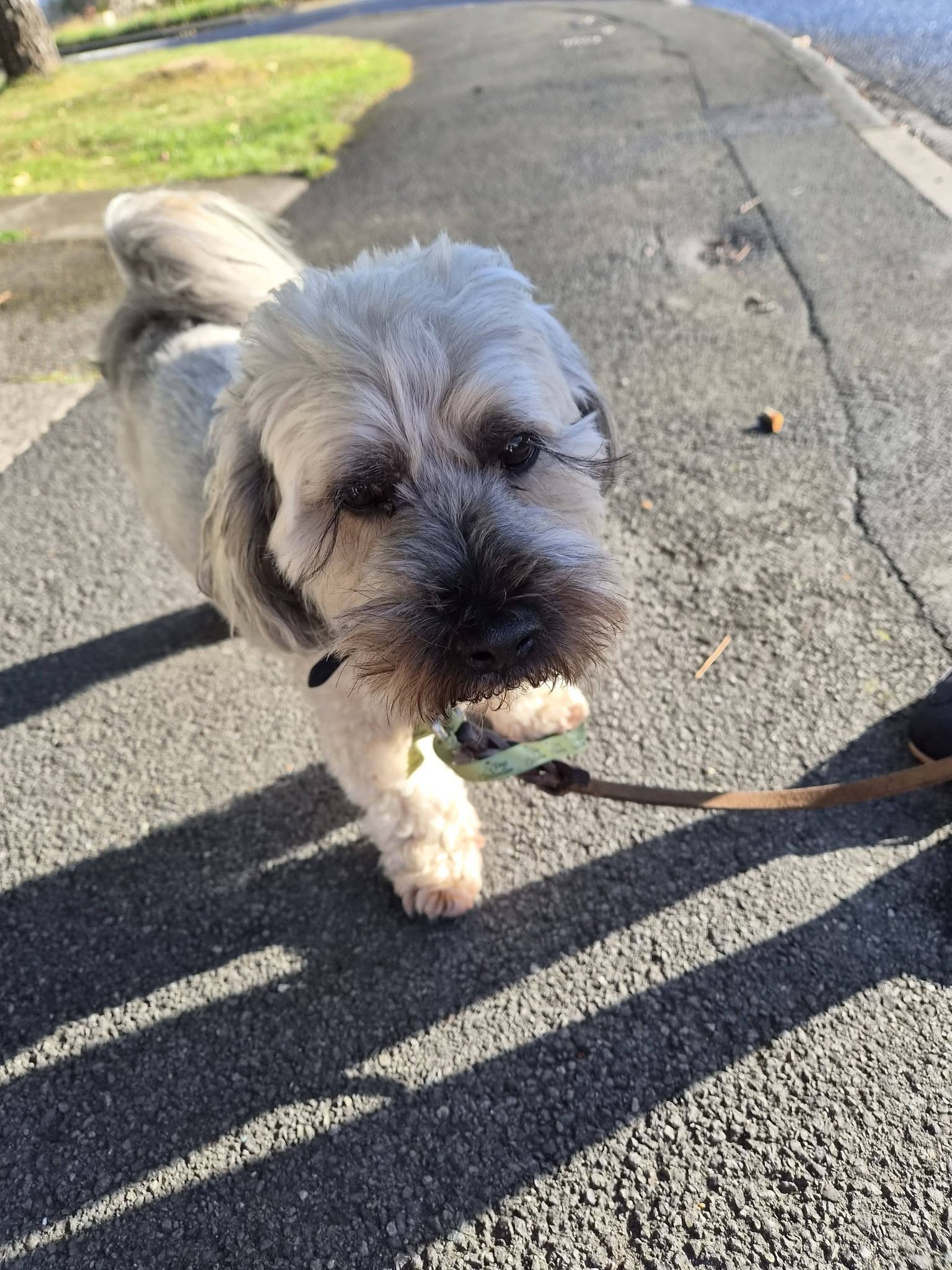 Small dog on a lead during a daytime walk