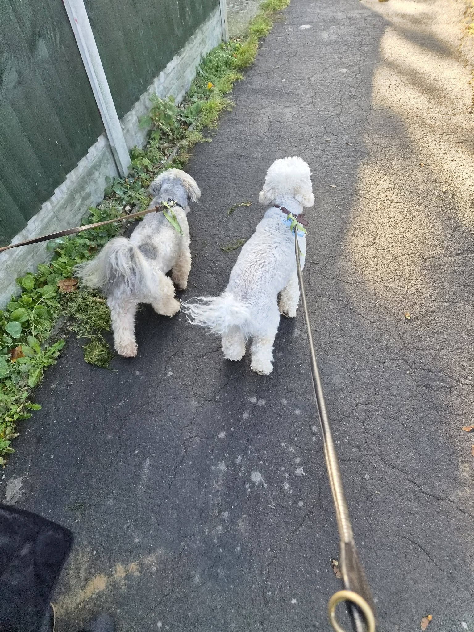 Two white poodles on a lead during a dog walk