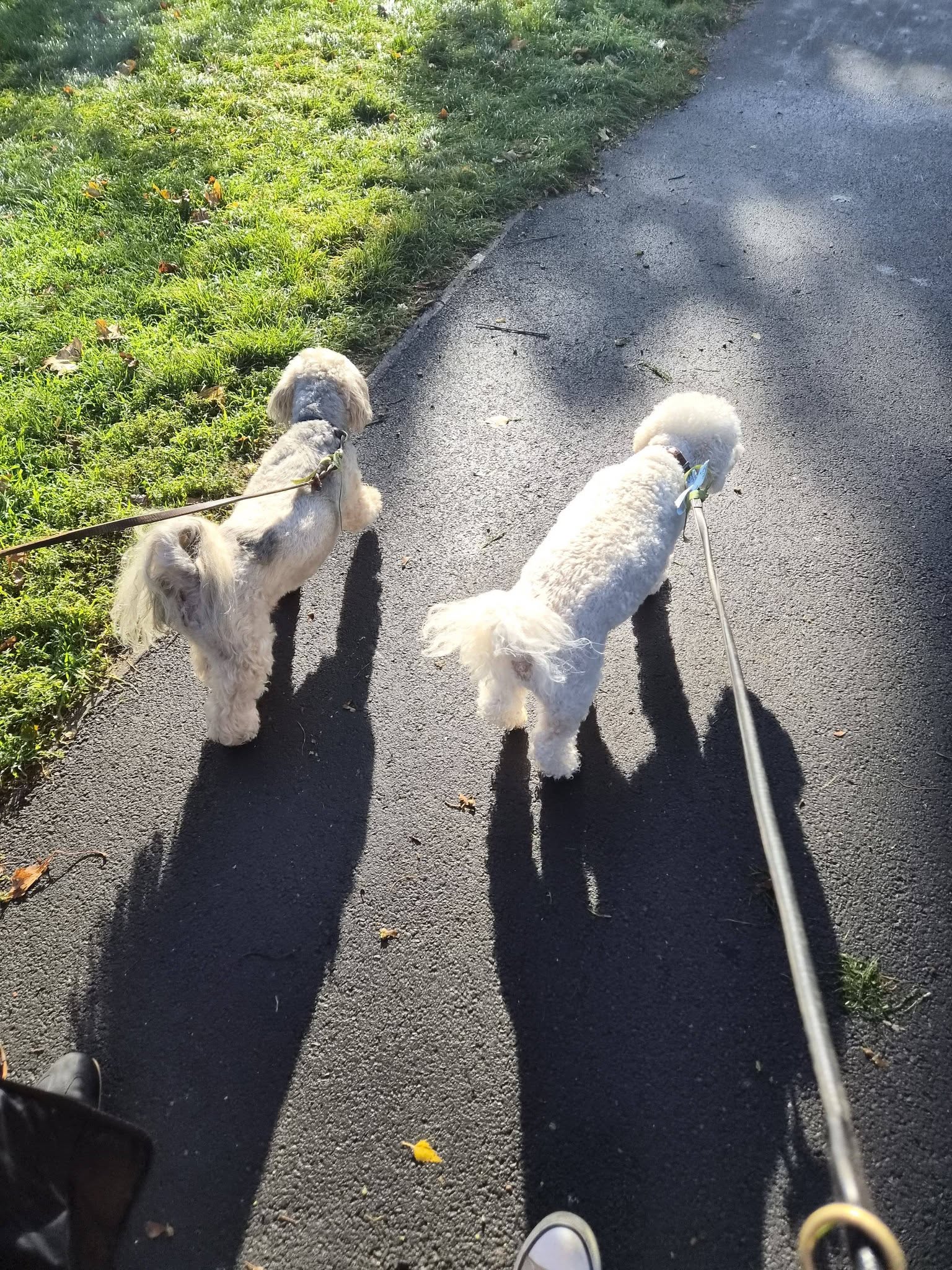 Two white dogs on a lead during a daytime walk