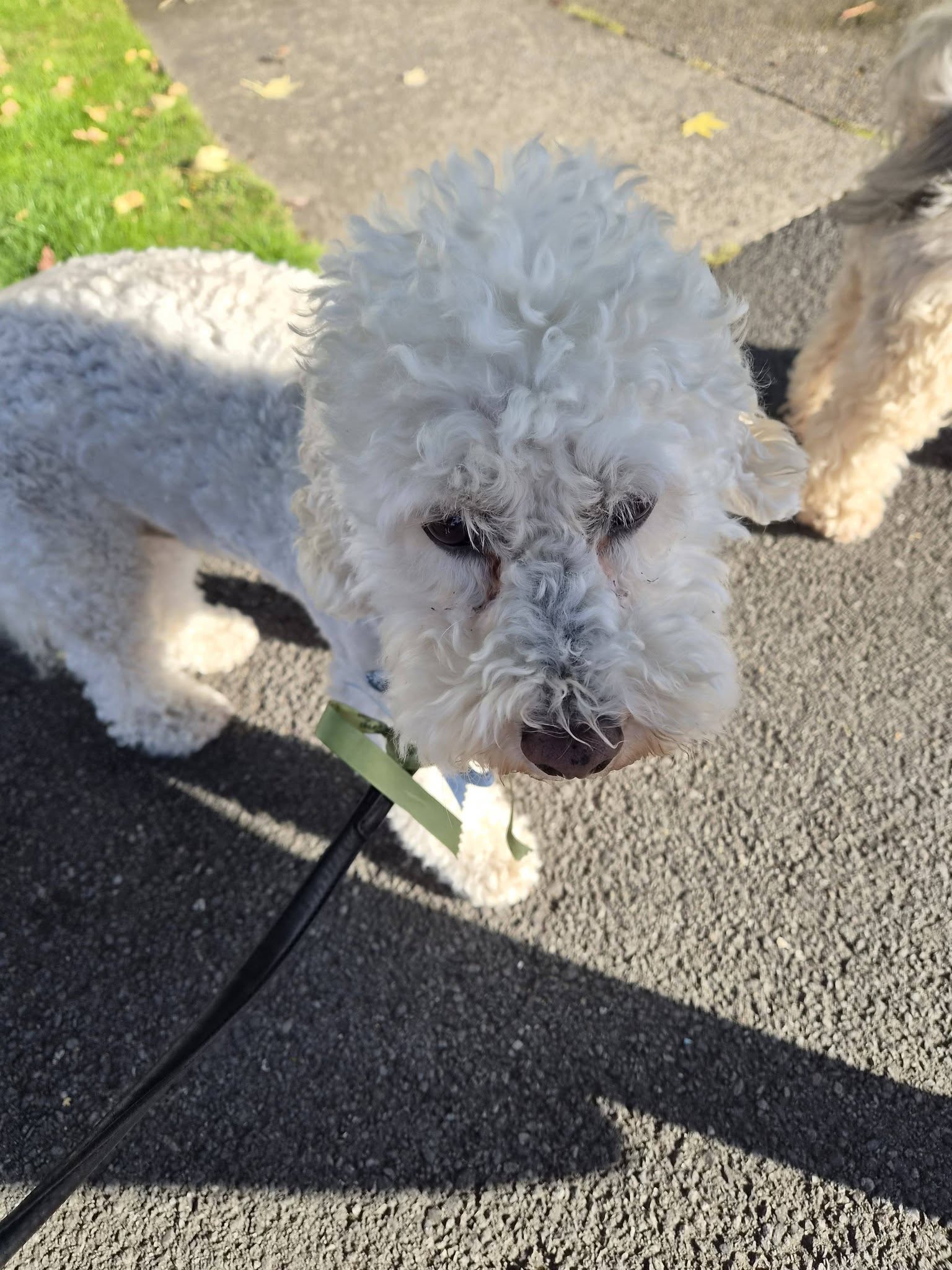 White fluffy dog on a lead during an outdoor walk