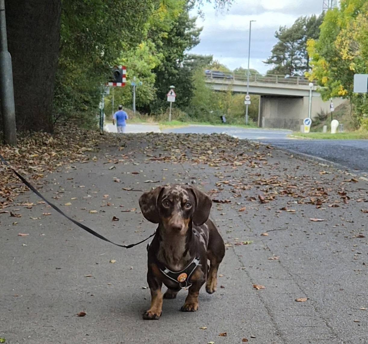 Brown dachshund on a lead walking in the park