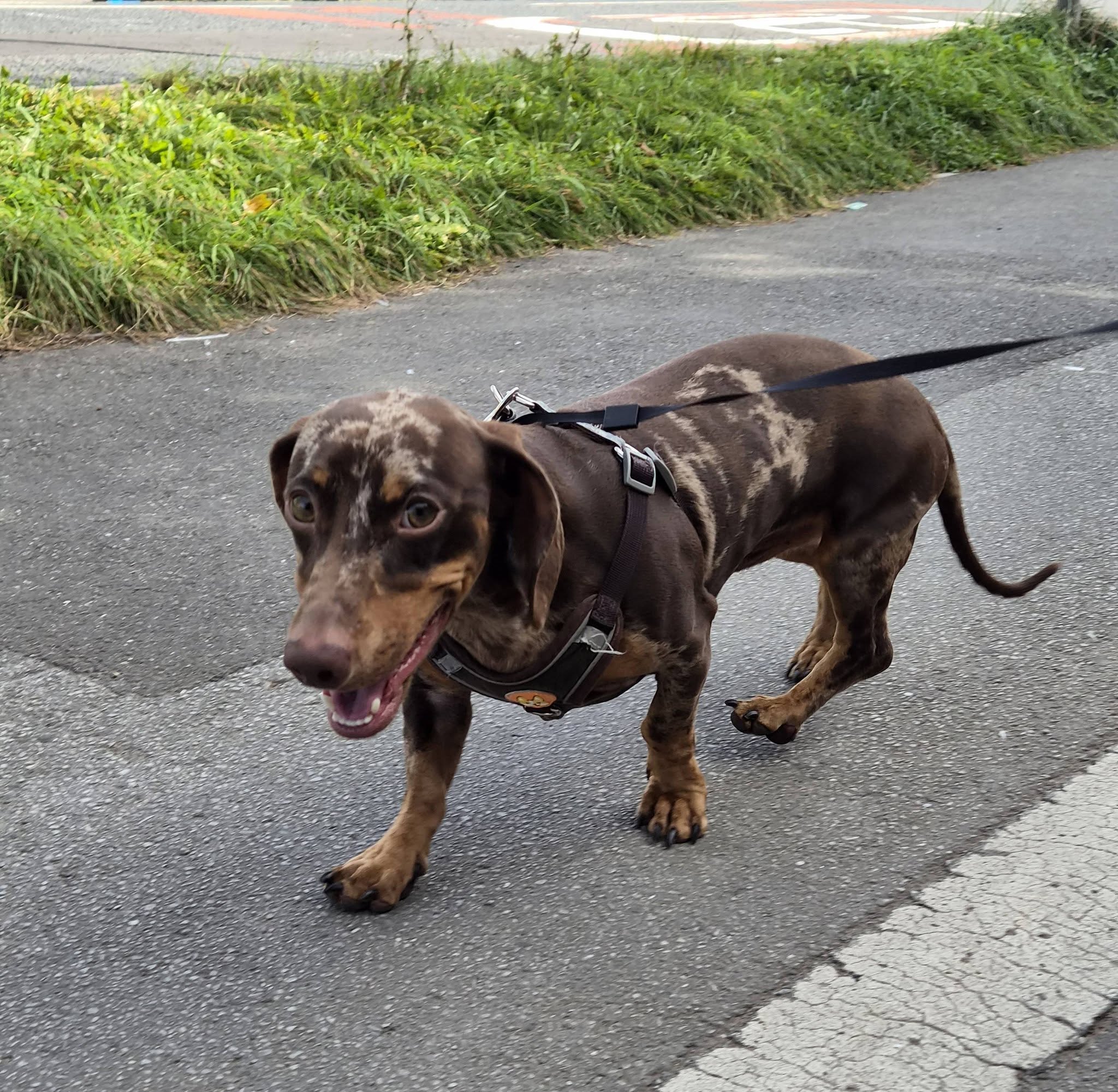 Brown and tan dog on a lead during a walk