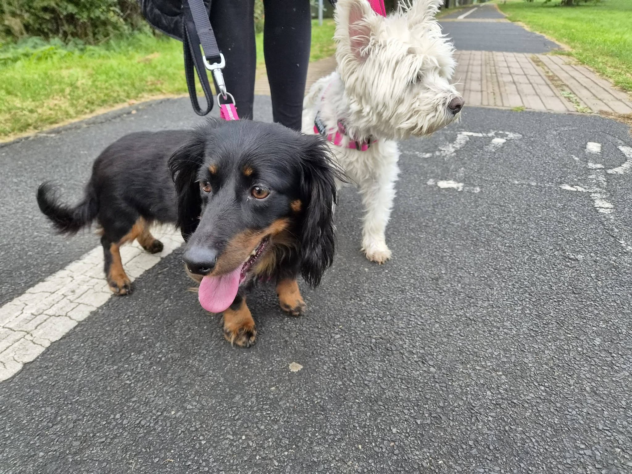Two dogs on a path during a walk