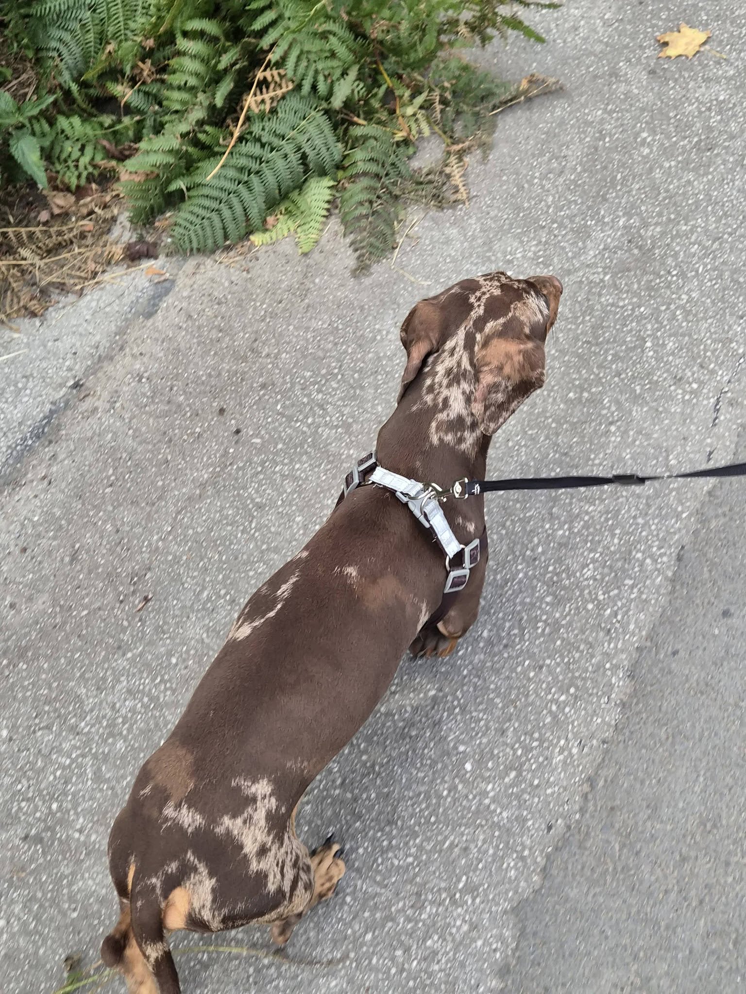Brown and white dog on a lead walking on the pavement