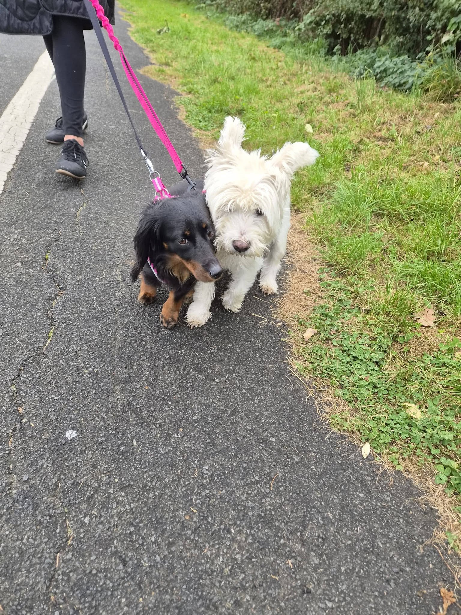 Two dogs walking on a path
