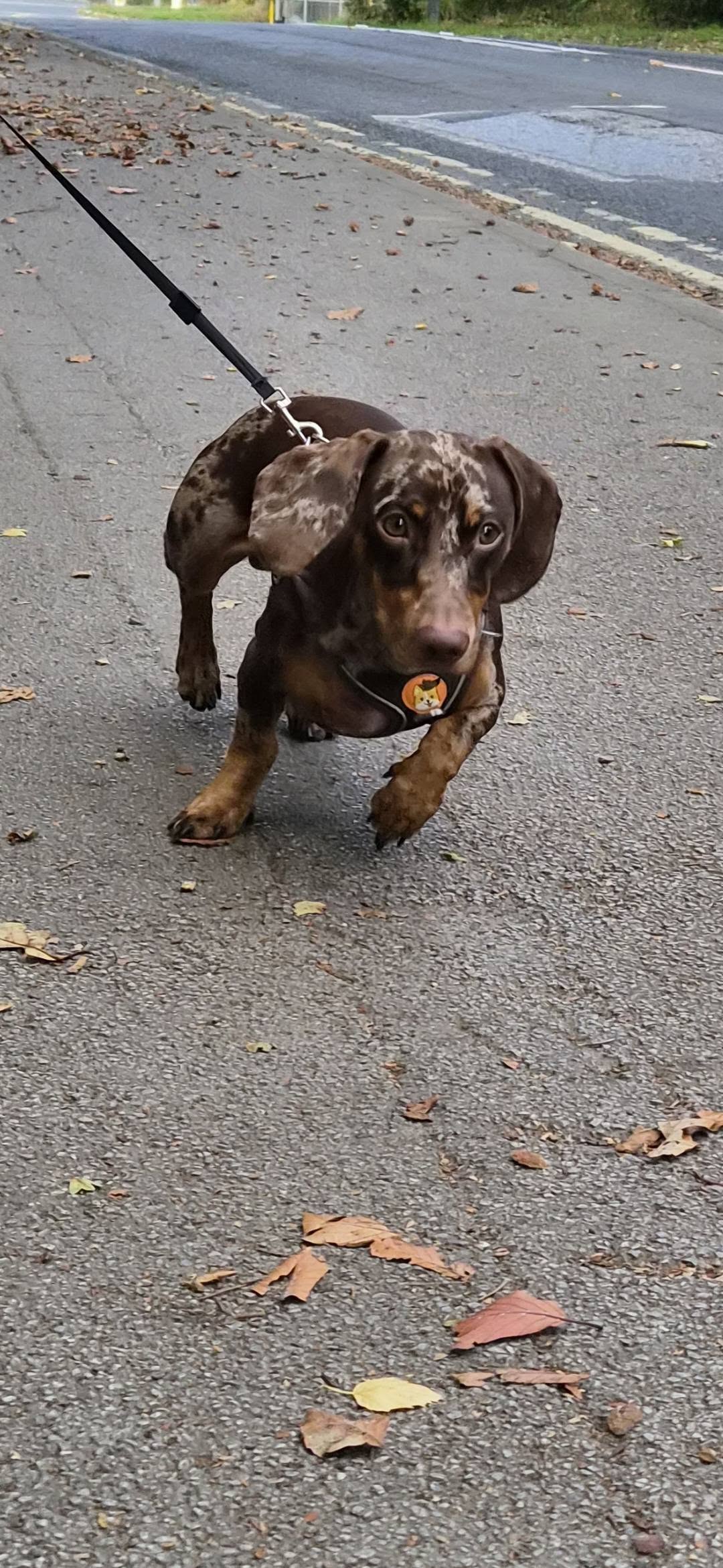 Brown dachshund on a lead walking down the pavement