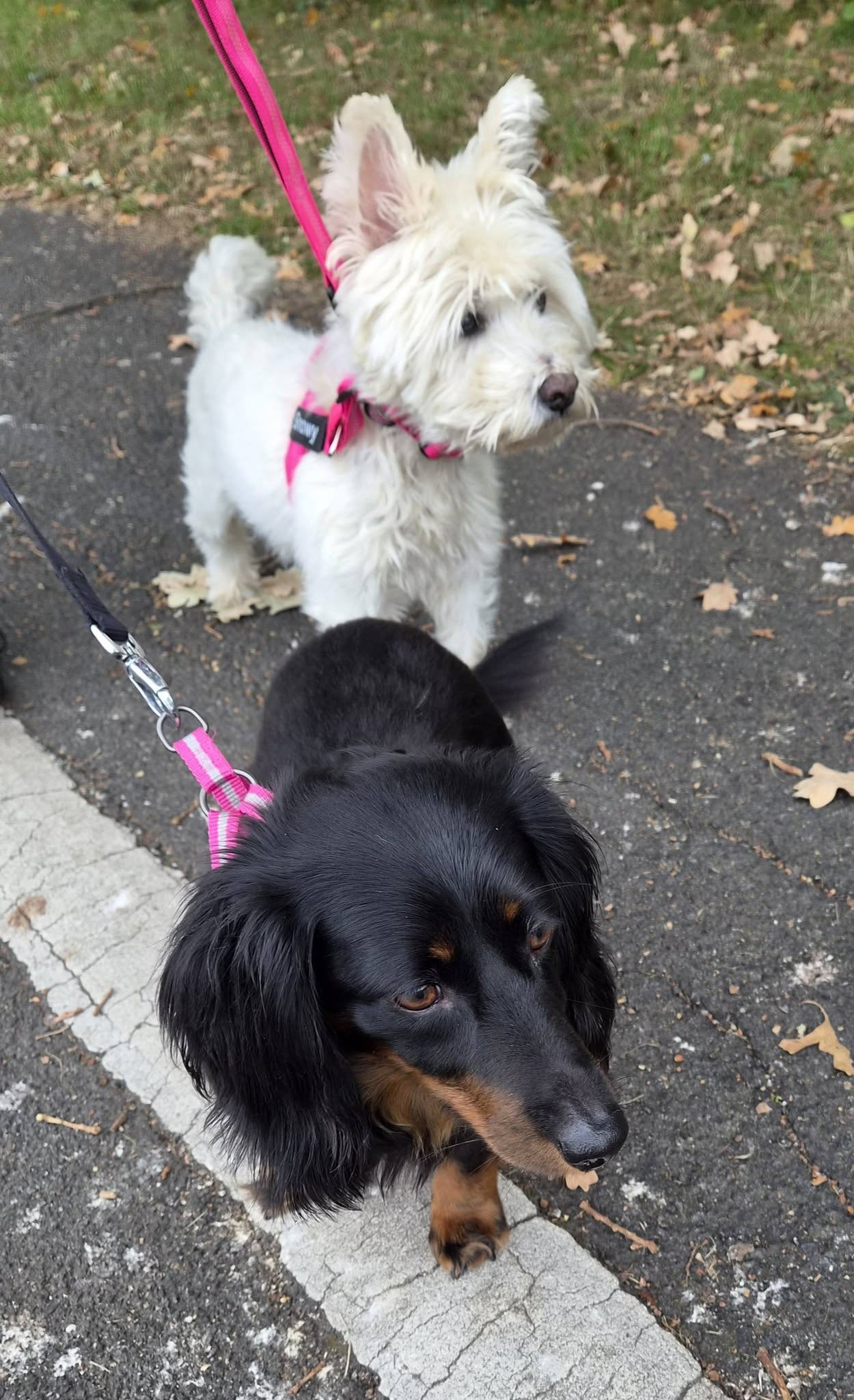 Two dogs on leads during an outdoor walk