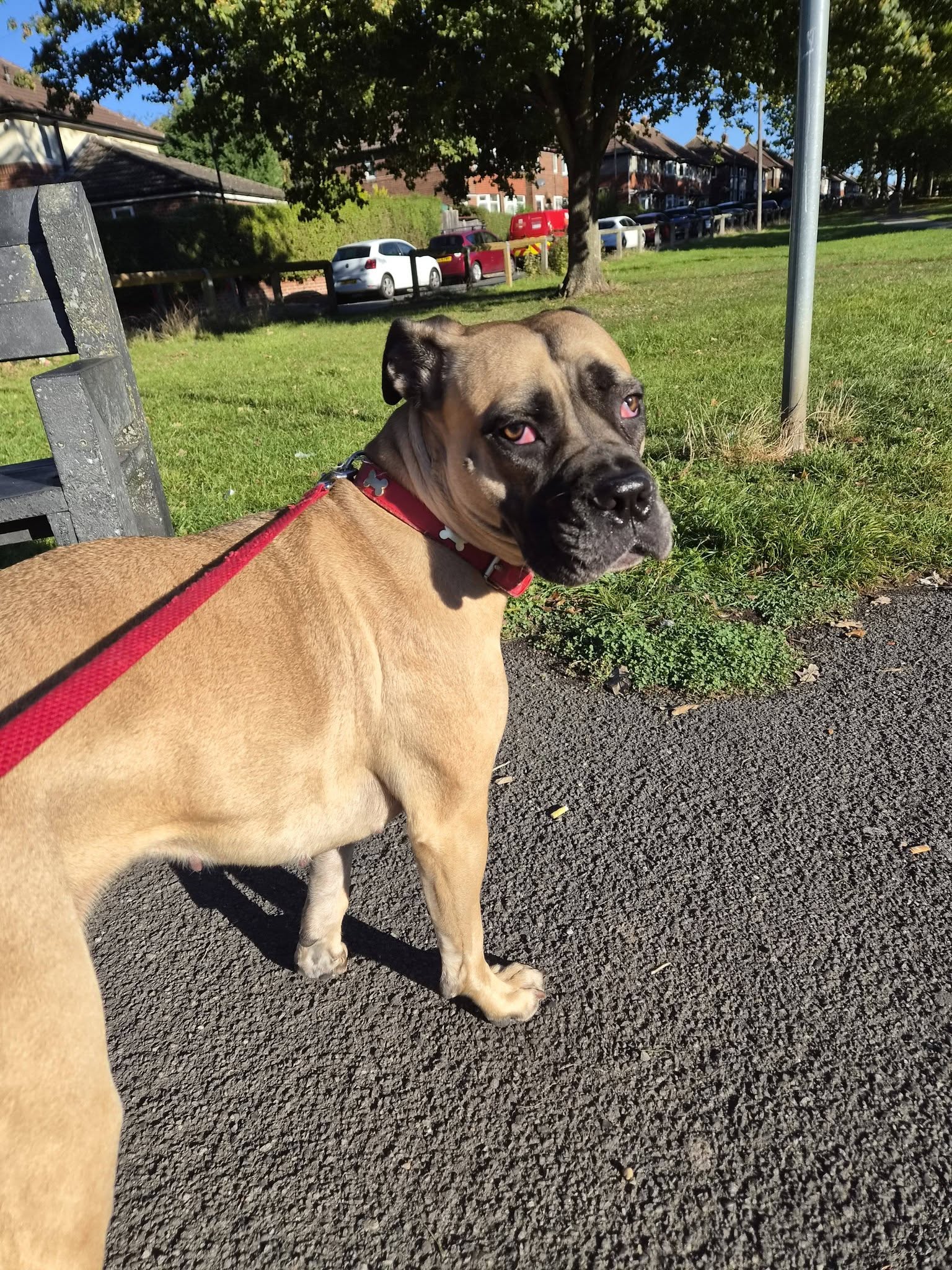 Fawn boxer on a lead in the park