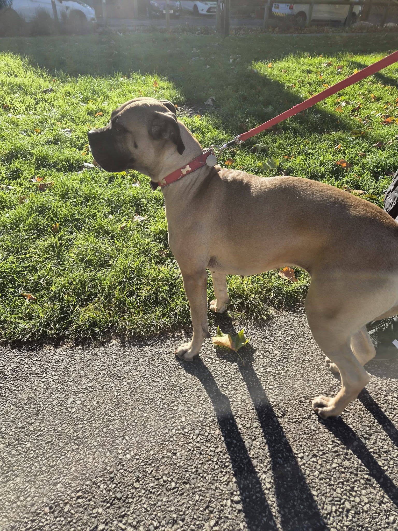 Dog on a lead during an outdoor walk in the park