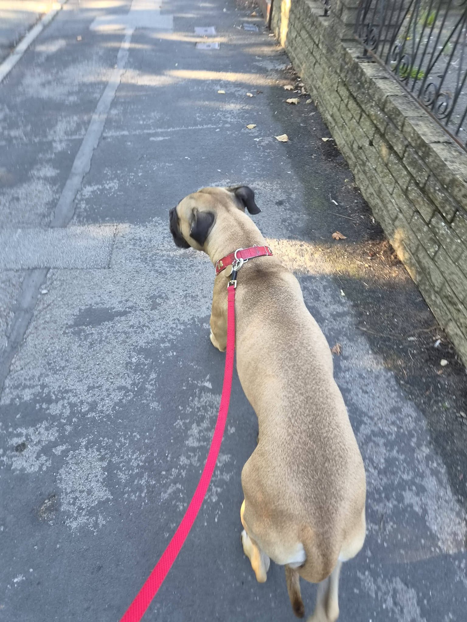 Dog walking on a lead down a residential street